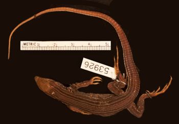 Media type: image;   Herpetology R-53926